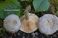 Lactarius pyrogalus-amf1069-1